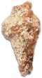 Lemon-Pepper